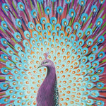 Peacock Opening 孔雀开屏